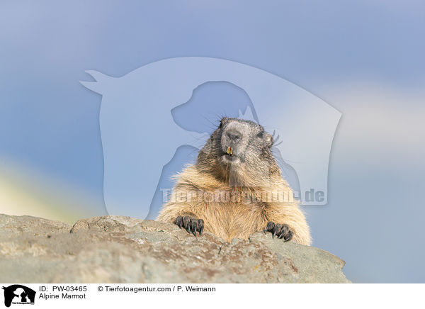Alpenmurmeltier / Alpine Marmot / PW-03465