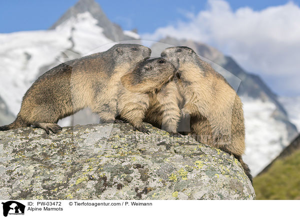 Alpenmurmeltiere / Alpine Marmots / PW-03472