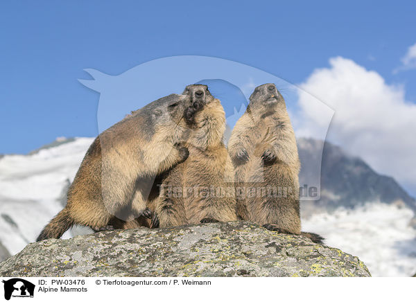 Alpenmurmeltiere / Alpine Marmots / PW-03476