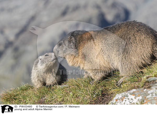 Alpenmurmeltier Jungtier und Erwachsender / young and adult Alpine Marmot / PW-03480