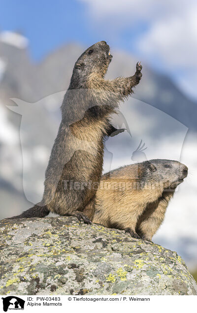 Alpine Marmots / PW-03483