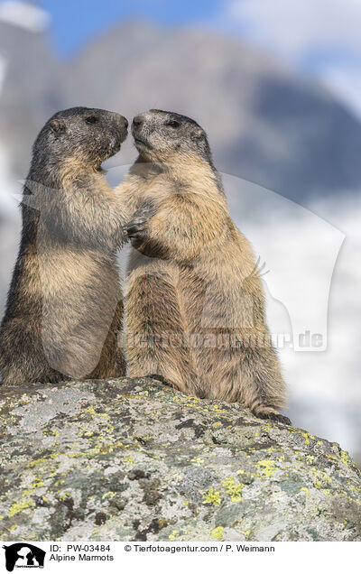 Alpenmurmeltiere / Alpine Marmots / PW-03484