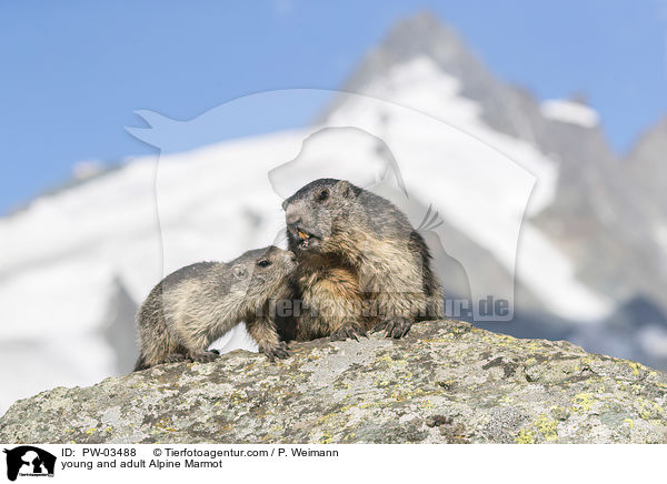 young and adult Alpine Marmot / PW-03488