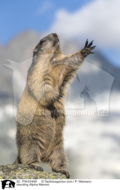 standing Alpine Marmot  / PW-03489