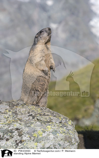 stehendes Alpenmurmeltier / PW-03493