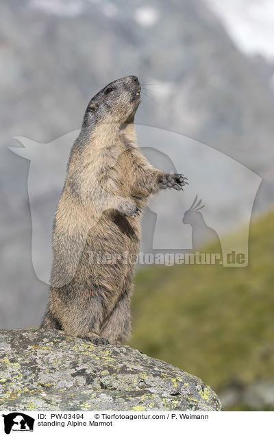 stehendes Alpenmurmeltier / standing Alpine Marmot / PW-03494