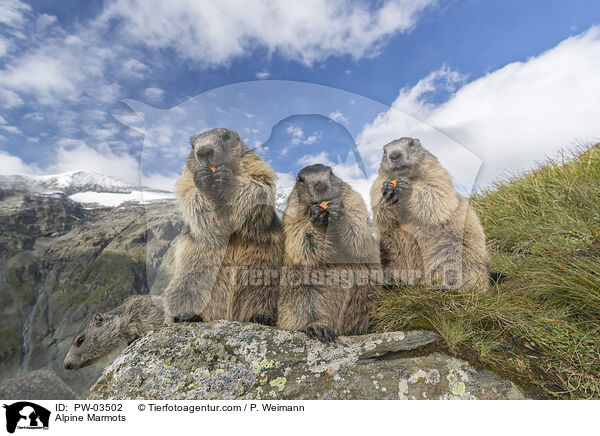 Alpenmurmeltiere / Alpine Marmots / PW-03502