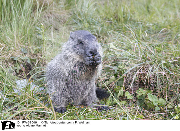 young Alpine Marmot / PW-03506