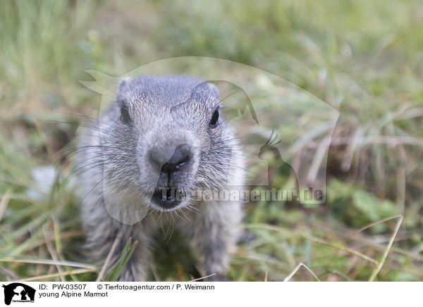 junges Alpenmurmeltier / young Alpine Marmot / PW-03507