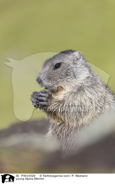 junges Alpenmurmeltier / young Alpine Marmot / PW-03526