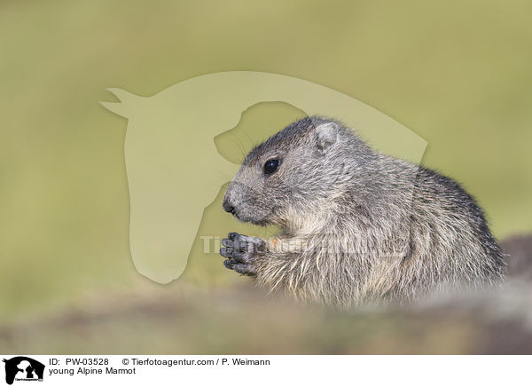 junges Alpenmurmeltier / young Alpine Marmot / PW-03528
