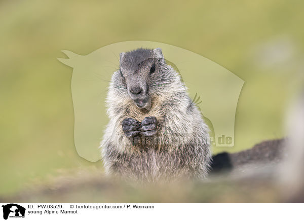 junges Alpenmurmeltier / young Alpine Marmot / PW-03529