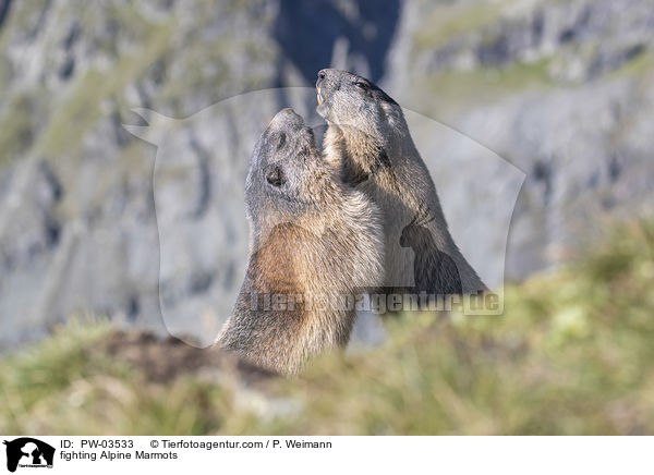 kmpfende Alpenmurmeltiere / fighting Alpine Marmots / PW-03533