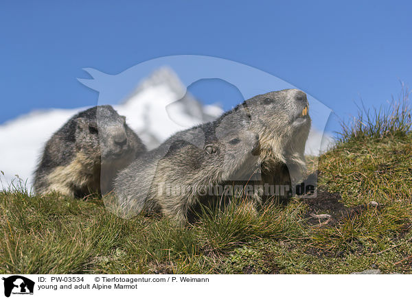 young and adult Alpine Marmot / PW-03534