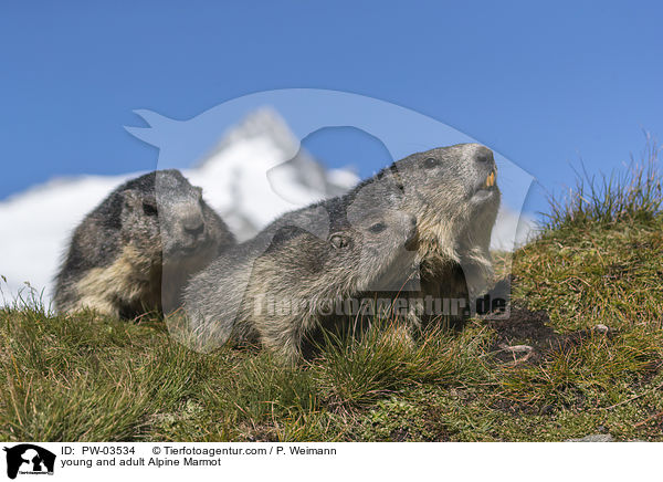 Alpenmurmeltier Jungtier und Erwachsender / young and adult Alpine Marmot / PW-03534