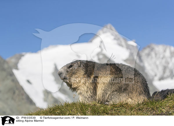 sitting Alpine Marmot / PW-03539