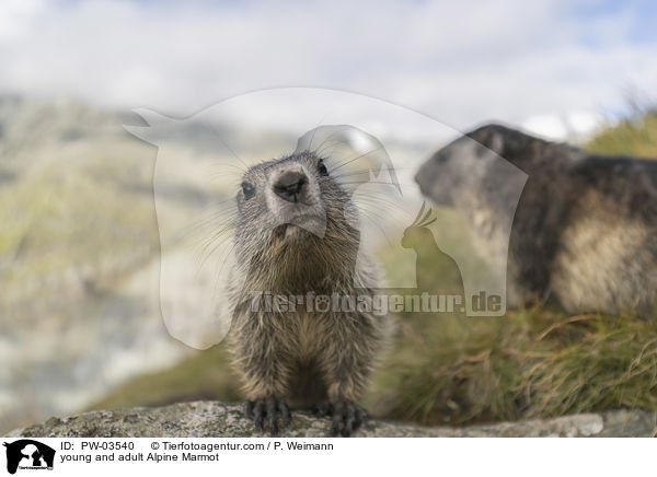 young and adult Alpine Marmot / PW-03540