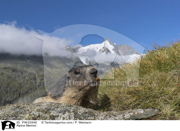 Alpine Marmot / PW-03546