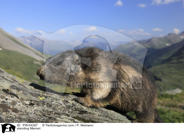 stehendes Murmeltier / standing Marmot / PW-04287