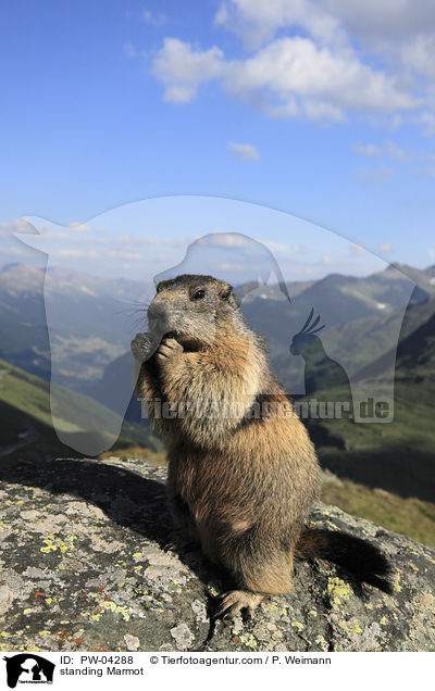 stehendes Murmeltier / standing Marmot / PW-04288