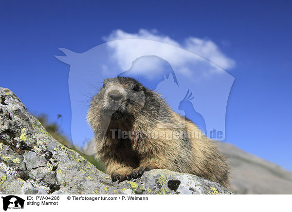 sitzendes Murmeltier / sitting Marmot / PW-04286