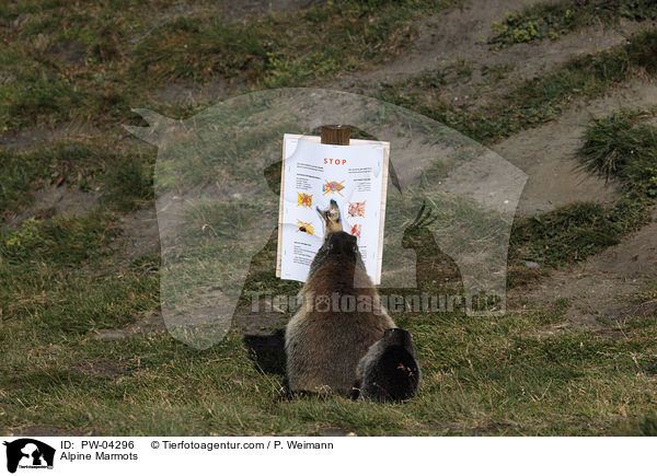 Alpenmurmeltiere / Alpine Marmots / PW-04296