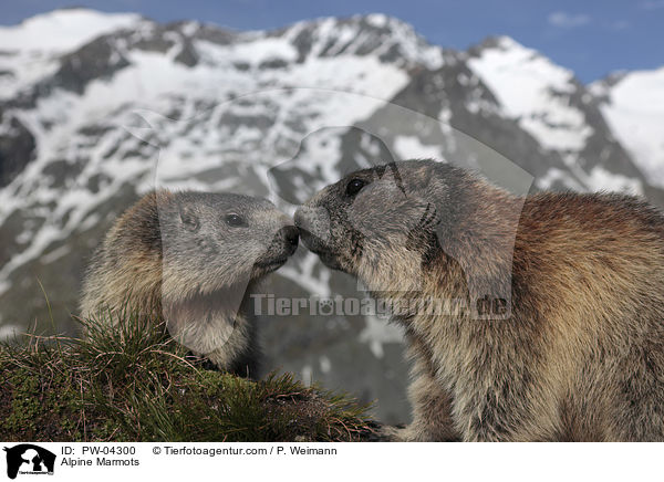 Alpenmurmeltiere / Alpine Marmots / PW-04300