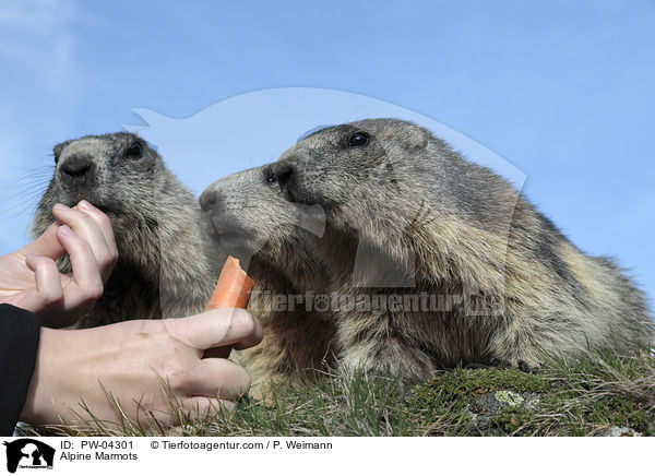 Alpenmurmeltiere / Alpine Marmots / PW-04301