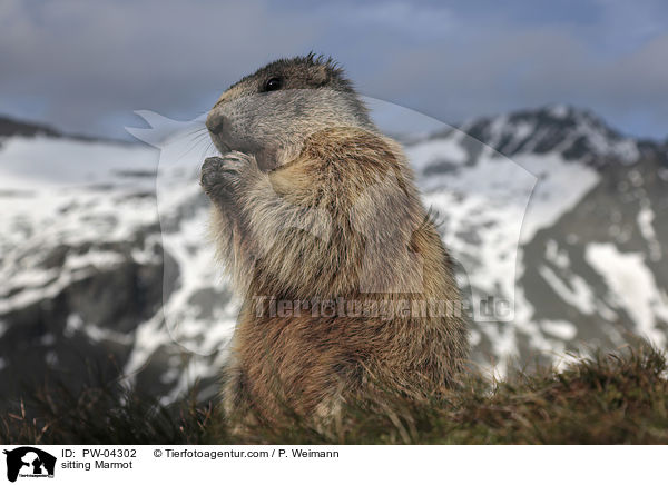 sitzendes Murmeltier / sitting Marmot / PW-04302