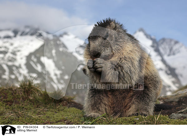 sitzendes Murmeltier / sitting Marmot / PW-04304