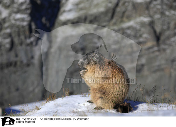 sitzendes Murmeltier / sitting Marmot / PW-04305