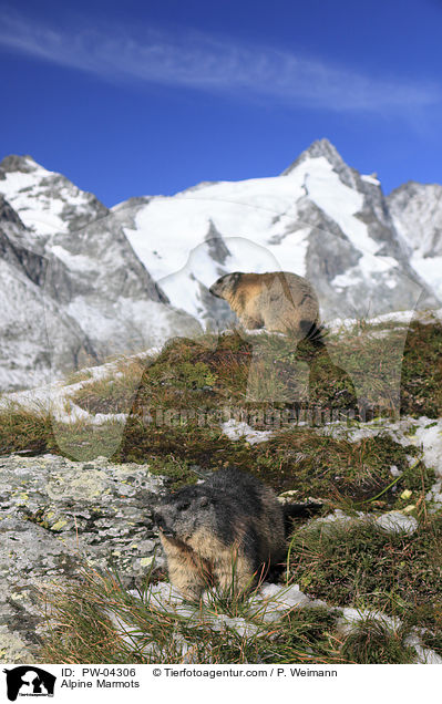 Alpenmurmeltiere / Alpine Marmots / PW-04306