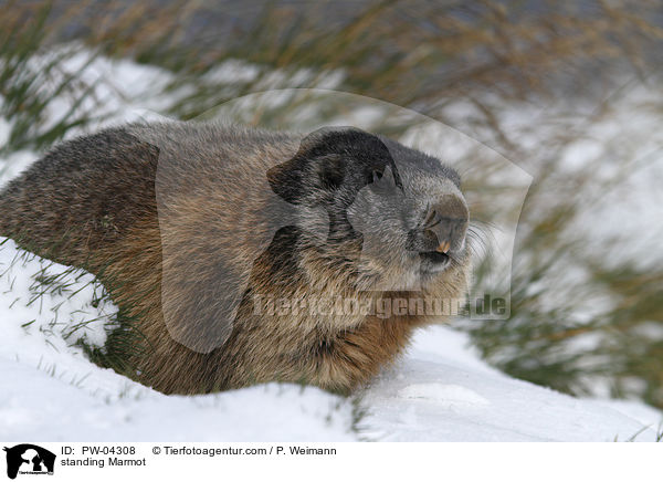 stehendes Murmeltier / standing Marmot / PW-04308