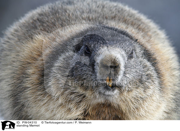 stehendes Murmeltier / standing Marmot / PW-04310