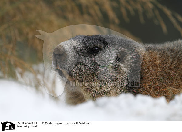 Murmeltier Portrait / Marmot portrait / PW-04311