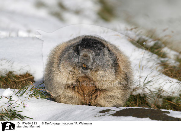 stehendes Murmeltier / standing Marmot / PW-04313