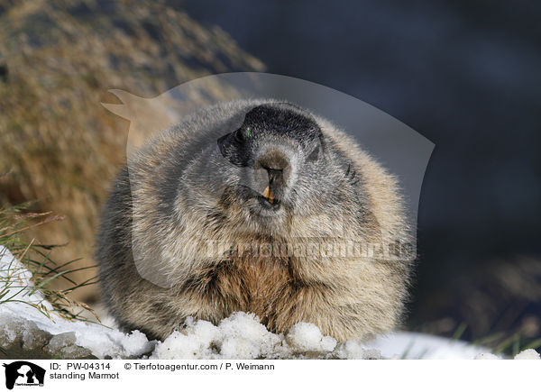 stehendes Murmeltier / standing Marmot / PW-04314