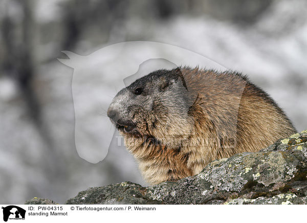 stehendes Murmeltier / standing Marmot / PW-04315