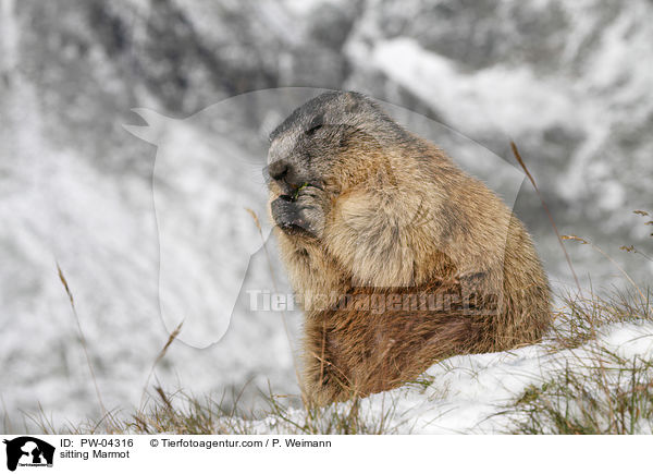 sitzendes Murmeltier / sitting Marmot / PW-04316