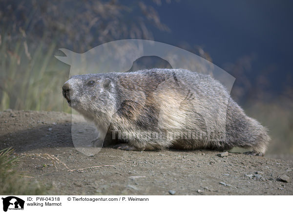 laufendes Murmeltier / walking Marmot / PW-04318