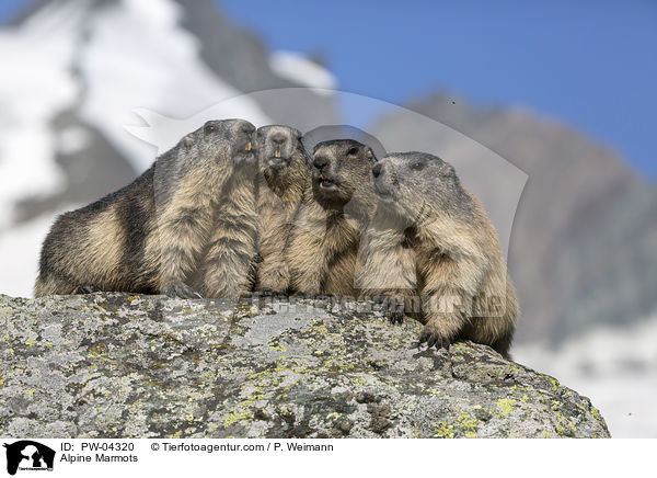 Alpenmurmeltiere / Alpine Marmots / PW-04320