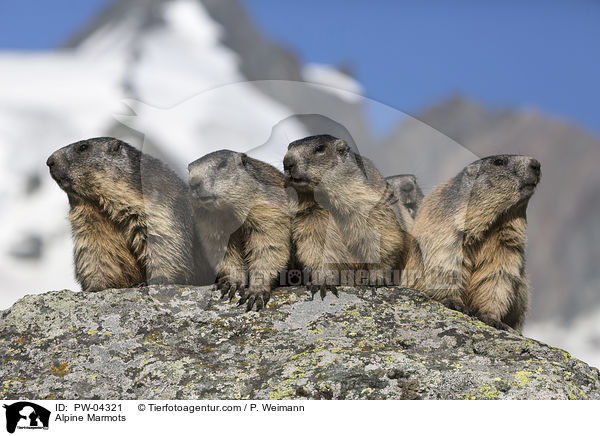 Alpenmurmeltiere / Alpine Marmots / PW-04321