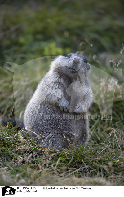 sitting Marmot / PW-04325