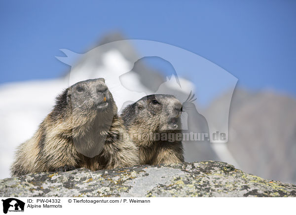 Alpenmurmeltiere / Alpine Marmots / PW-04332