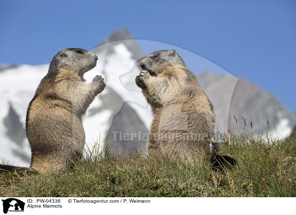 Alpenmurmeltiere / Alpine Marmots / PW-04336
