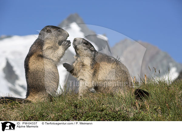 Alpenmurmeltiere / Alpine Marmots / PW-04337