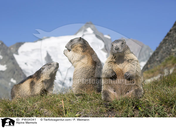 Alpenmurmeltiere / Alpine Marmots / PW-04341