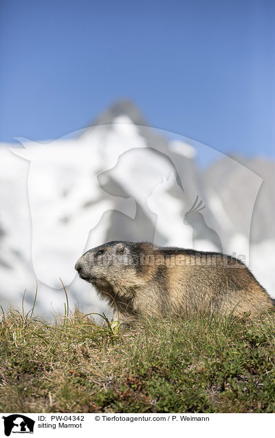 sitting Marmot / PW-04342
