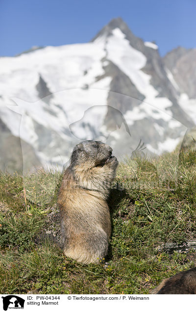 sitzendes Murmeltier / sitting Marmot / PW-04344