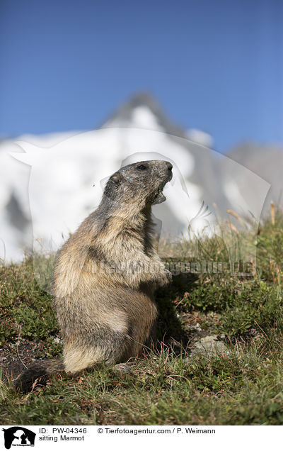 sitzendes Murmeltier / sitting Marmot / PW-04346